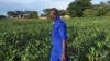 (FILE) An agriculture extension worker in Zambia inspects maize fields.