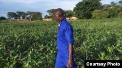 (FILE) An agriculture extension worker in Zambia inspects maize fields.