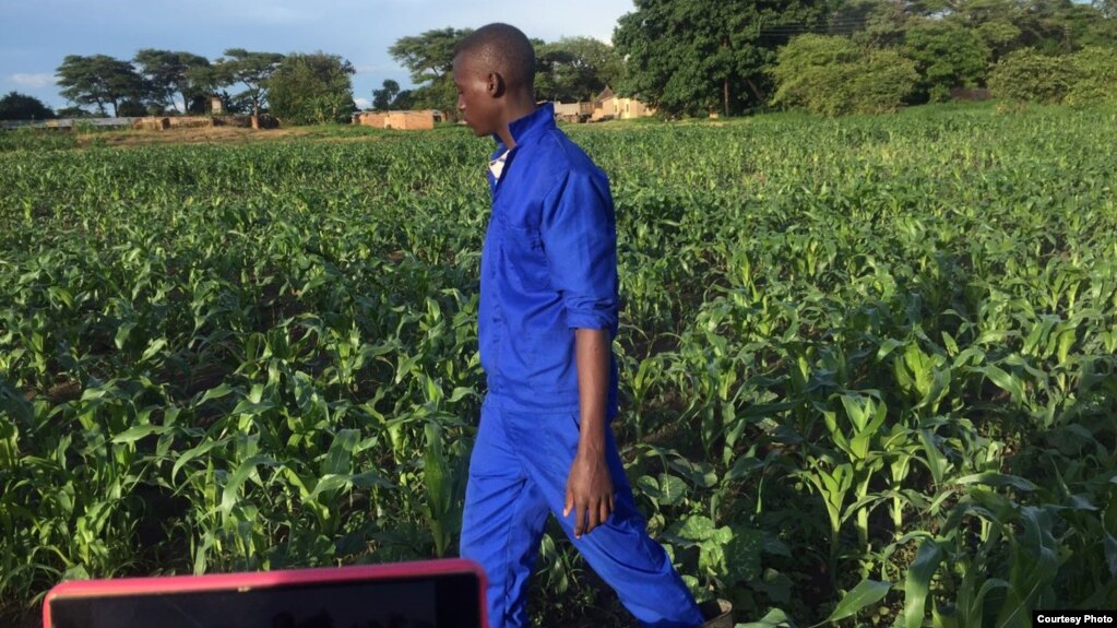 An agriculture extension worker in Zambia inspects maize fields in the wake of an armyworm invasion. (Courtesy - Derrick Sinjela in Zambia)