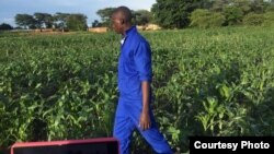 An agriculture extension worker in Zambia inspects maize fields in the wake of an armyworm invasion. (Courtesy - Derrick Sinjela in Zambia)