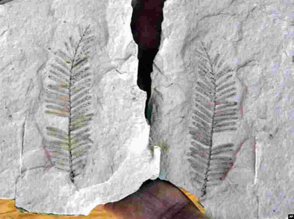 READING OLD ROCKS An Addis Ababa University geologist announced this week the discovery of fossils, fauna and flora that fill a crucial data gap in 30 million years of climate change in Africa. Mulugeta Fesseha said these specimens identify change that t