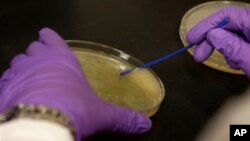 科學家為包括禮來在內的製藥公司做實驗