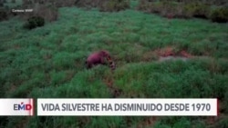 Vida silvestre amenazada por el cambio climático, según ambientalistas