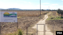 Maize crop at an irrigation scheme in drought-prone Masvingo district, Zimbabwe, about 300 km south of Harare, which was repaired by the U.N.’s Food and Agriculture Organization at a former commercial farm, May 2019. (C. Mavhunga/VOA)