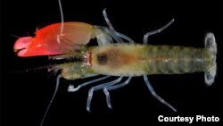 A newly discovered type of shrimp has been named after the rock band Pink Floyd. (Oxford University of Natural History)