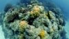 “ขยะพลาสติก” ภัยร้ายทำลายแนวปะการังทั่วเอเชียแปซิฟิก