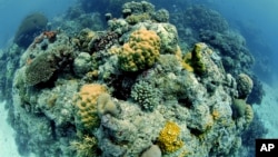 Great Barrier Reef, Australia, Pacific Ocean.