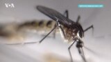 Новые факты о мозге насекомых