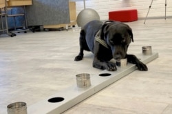 کرونا وائرس کی شناخت کے لیے ایک کتے کو تربیت دی جا رہی ہے۔