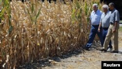 U.S. President Barack Obama (R) walks around the McIntosh family farm with the owners to view drought-ridden corn fields in Missouri Valley, Iowa, August 13, 2012.