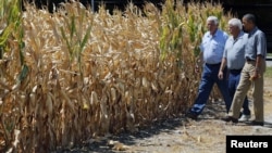 U.S. President Barack Obama (R) walks around the McIntosh family farm with the owners to view drought-ridden corn fields in Missouri Valley, Iowa, Aug. 13, 2012.