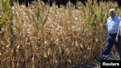 Un champ de maïs de l'Iowa (Photo AP)