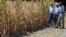 U.S. President Barack Obama (R) walks around the McIntosh family farm with the owners to view drought-ridden corn fields in Missouri Valley, Iowa, August 13, 2012.