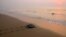 An Olive Ridley turtle returns to sea after nesting, at Rushikullya beach in the eastern Indian state of Odisha. Hundreds of Olive Ridleys, a species of sea turtles, arrive annually on India's east coast for mass nesting.