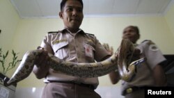 An officer shows a python at the Hall Fish Quarantine office in Medan, Indonesia's north Sumatra province. REUTERS/Stringer 