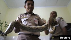 Polisi memegang ular piton yang gagal diselundupkan di kantor karantina binatang di Medan, Sumatera Utara. (Foto: Dok)