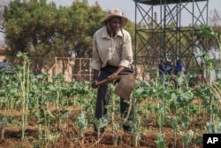 A villager tends to his rootlike  plot  that is portion  of a climate-smart agriculture programme  funded by the U.S. Agency for International Development successful  Chipinge, Zimbabwe, Sept. 19, 2024.