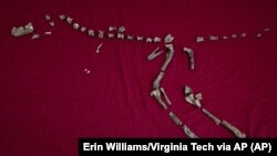 This March 28, 2019 photo provided by Virginia Tech shows the fossilized bones of Suskityrannus hazelae, a miniature adult Tyrannosaurus dinosaur relative, in Blacksburg, Virginia, discovered by Sterling Nesbitt, an Assistant Professor of Geobiology.