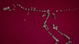 This March 28, 2019 photo provided by Virginia Tech shows the fossilized bones of Suskityrannus hazelae, a miniature adult Tyrannosaurus dinosaur relative, in Blacksburg, Virginia, discovered by Sterling Nesbitt, an Assistant Professor of Geobiology.