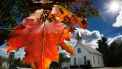 FILE - A maple tree shows its fall colors in Woodstock, Maine, Sept. 17, 2010.