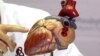 Scientists Rebuild Working Mouse Heart