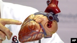 FILE - A model of a human heart is shown. Scientists say they have successfully rebuilt a mouse heart using stem cells.