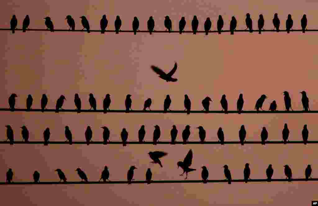 Birds vie for position on power lines at dusk in Kansas City, Kansas.