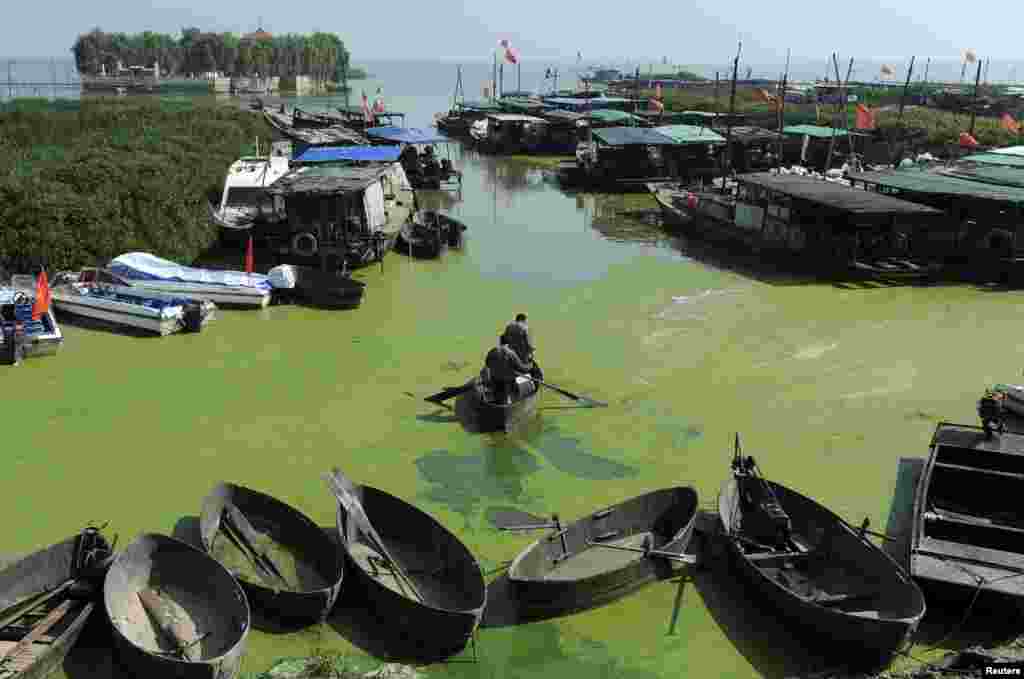 Ngư dân chèo thuyền trong Sào Hồ đầy tảo xanh ở thị trấn Hợp Phì, tỉnh An Huy, ngày 3/6/2013.