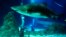 Un requin en aquarium, le 2 juillet 2009.