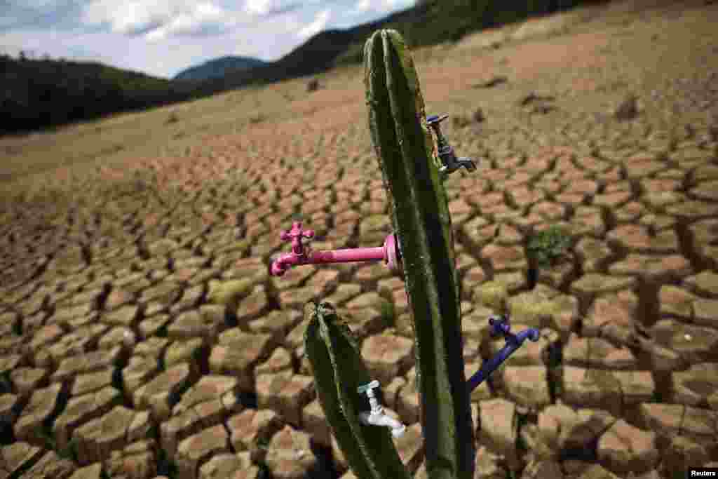A drought-related cactus installation called "Desert of Cantareira" by Brazilian artist and activist Mundano is seen at Atibainha dam, part of the Cantareira reservoir, during a drought in Nazare Paulista, Sao Paulo, Dec. 2, 2014.