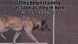 鹰与盾(32):军犬专辑(三):训犬师唐纳德与军犬达斯提的一天