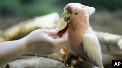 A cockatoo similar to this one, named Dino - due to his annoying dinosaur-like screech, has been returned to his owner after being on the loose for weeks.
