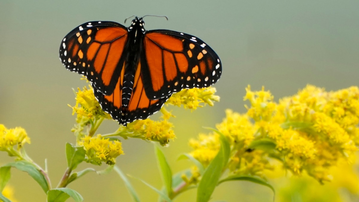 The Munching Caterpillar - Monarch Butterfly USA