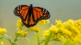 Gardening Helping Monarchs