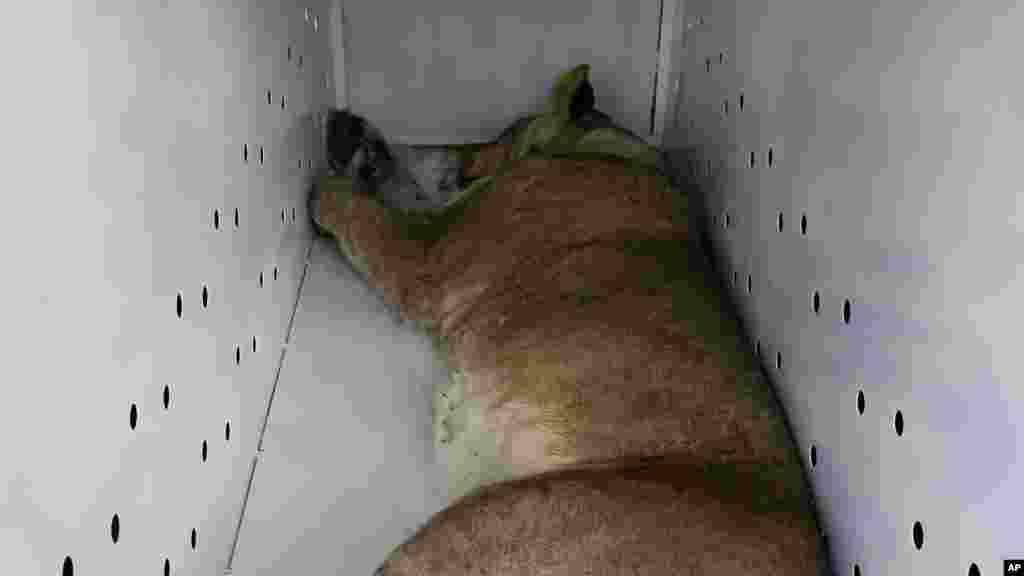 A sedated lion, lays inside a cage in Phinda Private Game Reserve, South Africa, Monday, June 29, 2015, unwitting passengers about to embark on a 30-hour, 2,500-mile (4,000-kilometer) journey by truck and plane from South Africa to Rwanda, whose lion population was wiped out following the country’s 1994 genocide.