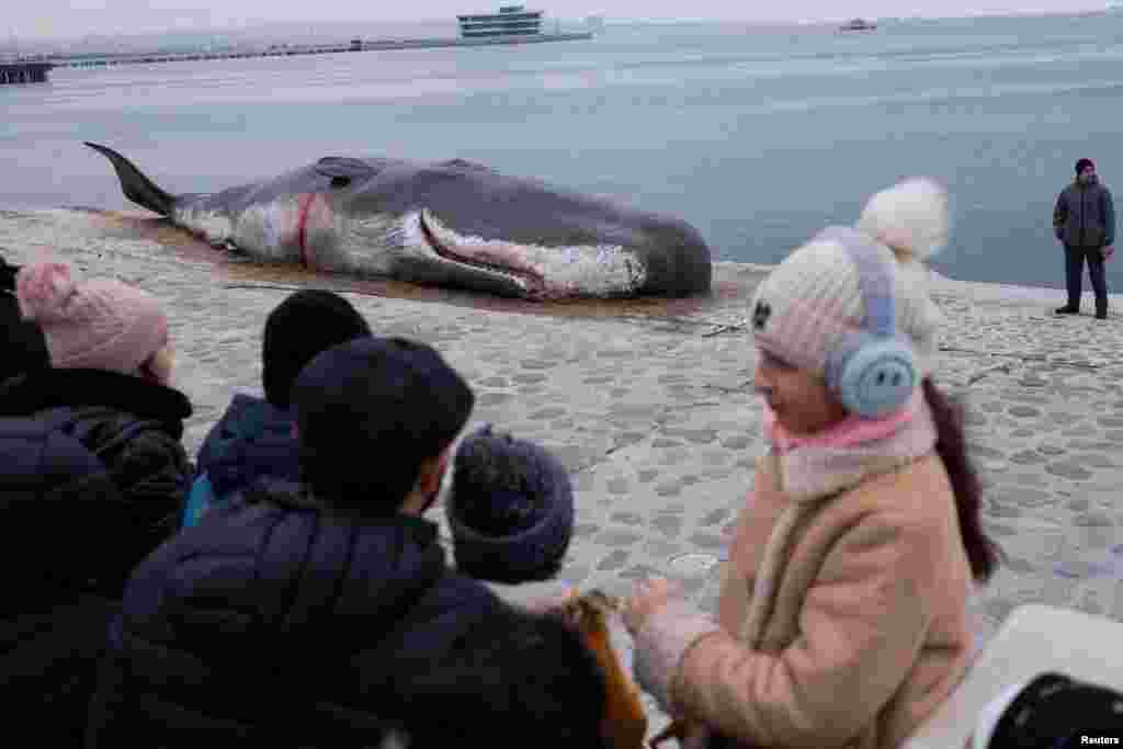 People look at a beached whale installation by the Belgian art collective &#39;Captain Boomer&#39; as it lies on embankment during the United Nations climate change conference COP29 in Baku, Azerbaijan.