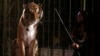Wanted: Homes for Wild Animals Banned From Mexico's Circuses