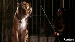 A trainer stands next to a tiger during a show at the Cedeno Hermanos Circus in Mexico City, March 9, 2015.