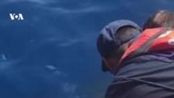 Спасение морской черепахи