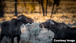 Highly Commended: 'So There!'- Barney Koszalka - USA. (Comedy Wildlife Photography Awards)