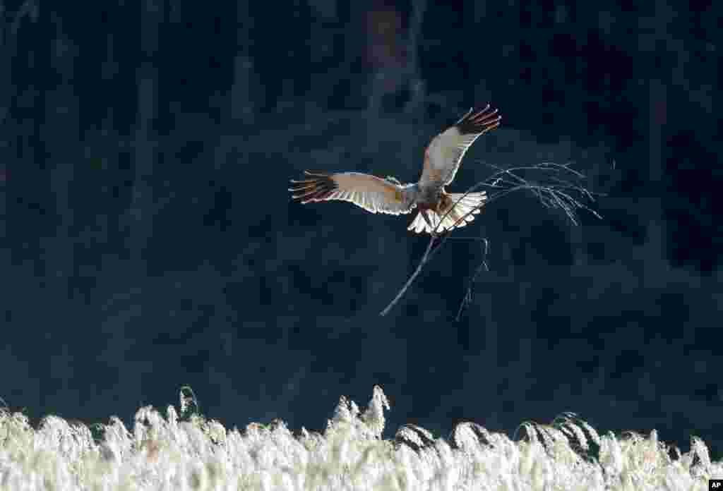 A marsh harrier carries a branch to build a nest in a forest near the village of Piatrylava, Belarus.