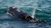 Cierre del gobierno federal también afecta a las ballenas
