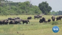Botswana’s Farmers Use Sensory Toolkit to Drive Away Elephants