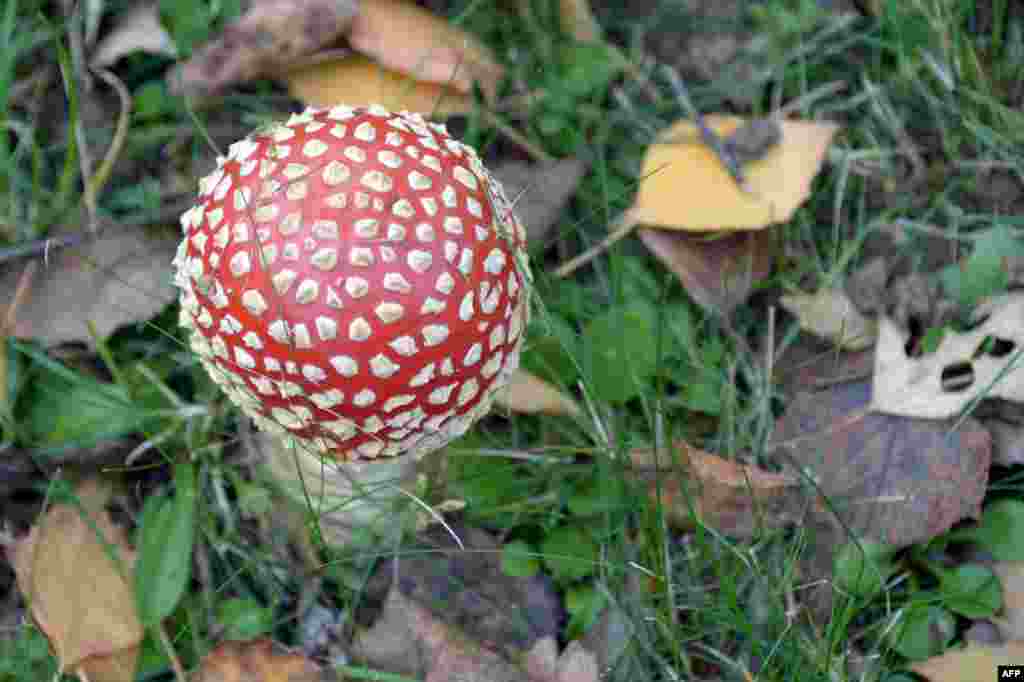 Sebuah jamur agaric (Amanita muscaria) tumbuh di kota Thorigne-fouillard, Prancis barat. Jamur ini menjadi ikon karena bentuknya yang unik dan karena beracun. 