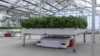 California Startup Uses Robots in Greenhouses to Grow Crops