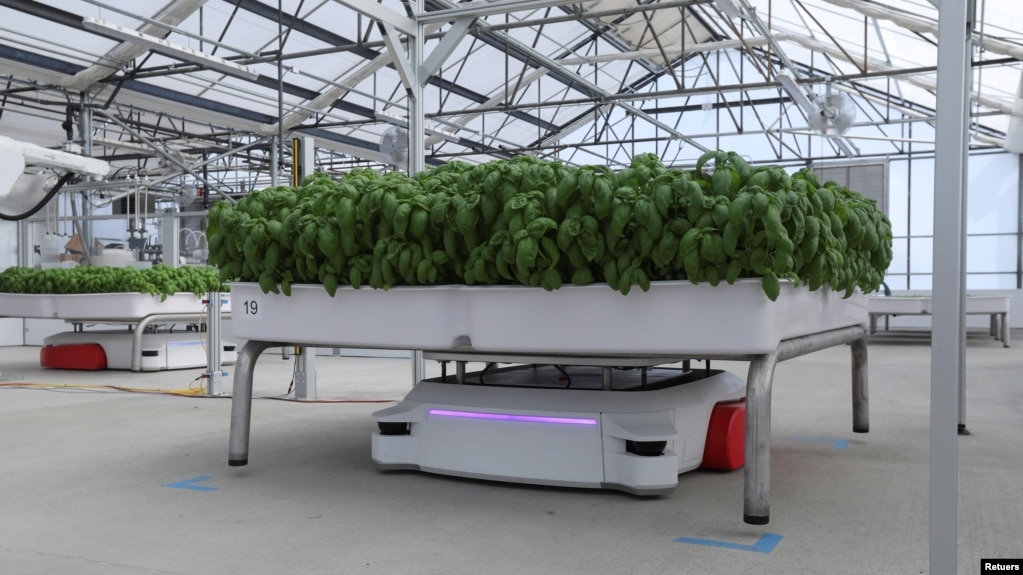 A self-driving robot named Grover carries a module of Genovese Basil plants in the Iron Ox greenhouse in Gilroy, California, U.S. on September 15, 2021. (REUTERS/Nathan Frandino)