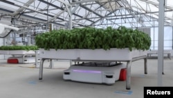 A self-driving robot named Grover carries a module of Genovese Basil plants in the Iron Ox greenhouse in Gilroy, California, U.S. on September 15, 2021. (REUTERS/Nathan Frandino)