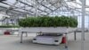 บริษัทสตาร์ทอัพแคลิฟอร์เนียใช้หุ่นยนต์ปลูกพืชในเรือนกระจก