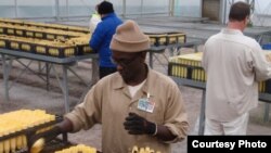 Inmate Joseph Njonge at work in the Stafford Creek Corrections Center conservation nursery. (Tom Banse/VOA)