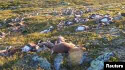 Dead wild reindeer are seen on Hardangervidda in Norway, after lightning struck the central mountain plateau and killed more than 300 of them.